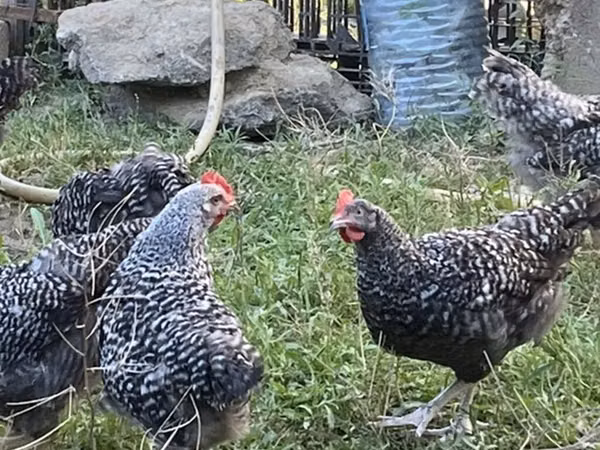 Slovinská proužkovaná slepice