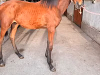 母马, Horses — 照片 2