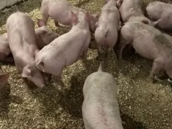 Porcs (lot, sexe non indiqué), 