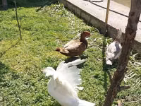 Ducks — Foto 6