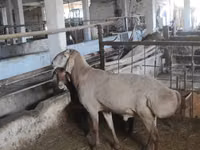 公羊, Sheep — 照片 3