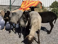 Schaf, Hissar sheep — Foto 1