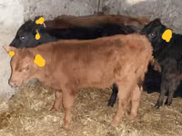 Bovinos (lote, sexo no especificado), Hereford — foto 4