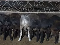 绵羊（批次，未指定性别）, Sheep — 照片 2