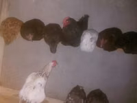 Chickens — foto 2