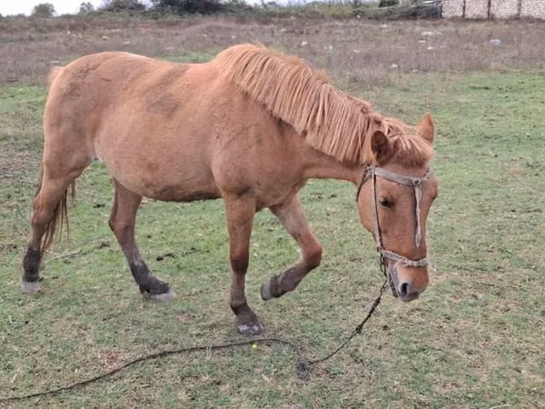 Kısrak, Azerbaijan horse