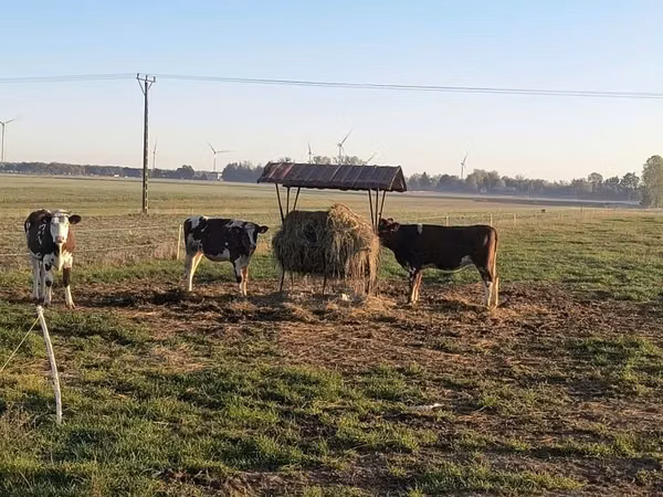 雌牛, Russian Black pied cattle