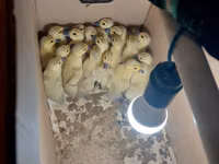 Ducks — foto 3