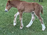 母马, Gypsy horse — 照片 2