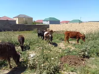 İnek, Sığır — foto 4
