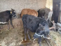 Vaca, Ganado vacuno — foto 5