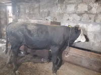 Taureau, Russian Black pied cattle — photo 6