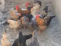 Chickens — zdjęcie 2