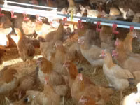 Chickens — 写真 3