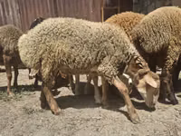 Sheep, Sheep — photo 6