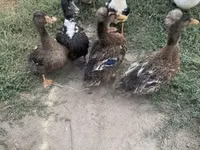 Ducks — photo 2