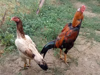 Ayam Cemani — Foto 2