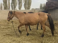 雌馬, Kyrgyz Horse — 写真 4