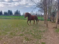 Kobyła, Hungarian horse breed — zdjęcie 5