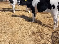 Toro, Ganado vacuno — foto 3