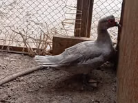 Ducks — foto 4
