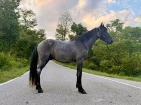 Cavalo, Brandenburger