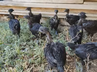 Chickens — zdjęcie 6