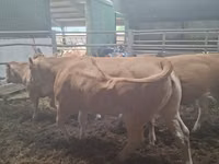 İnək, Blonde d’Aquitane cattle — foto 3