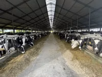 Vaca, Raça Holstein — foto 2