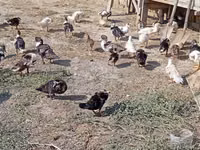 Ducks — Foto 5