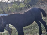 Cavalo, Cavalos — foto 2