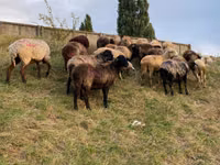 Chèvre, Chèvres — photo 5