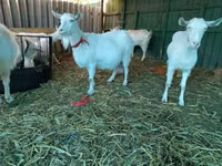 Koza, Saanen goat — foto 5