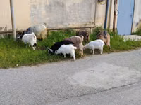Keçi, Keçiler — foto 2