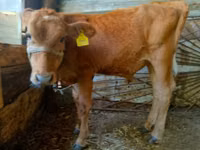 Skot (série, pohlaví neuvedeno), Skot — foto 1