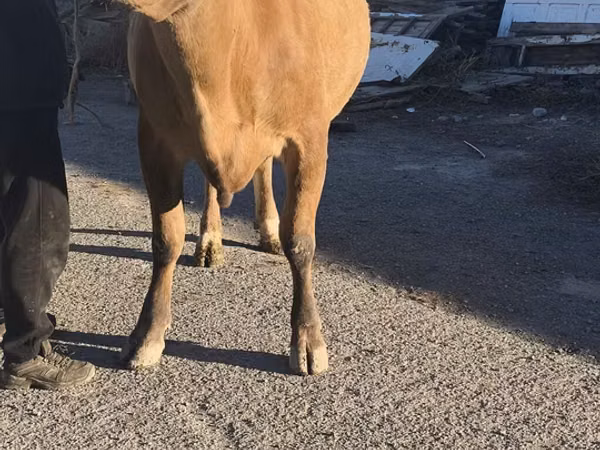 Sigir, Simmental cattle