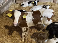 காளை, Russian Black pied cattle — புகைப்படம் 2