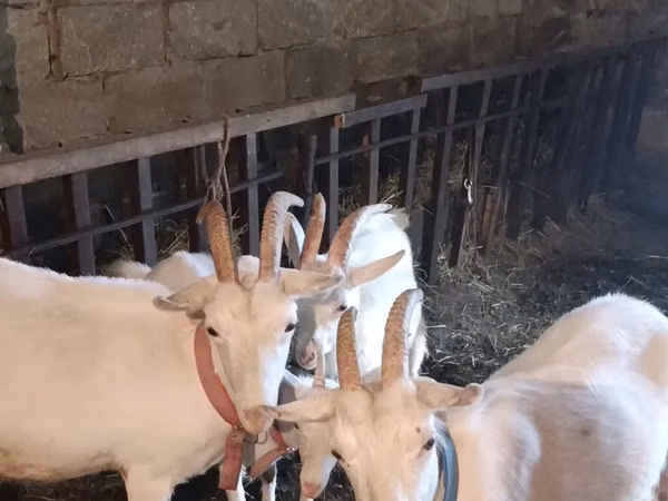 Koza, Kozy — Ázerbájdžán