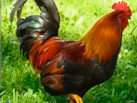 Chickens — Foto 4