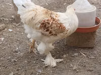 Brahma — foto 5
