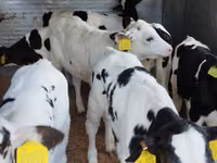 Bovins (lot, sexe non indiqué), Russian Black pied cattle — photo 2