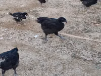 Chickens — Foto 2