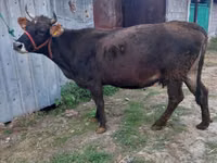 Vaca, Russian Black pied cattle — foto 3
