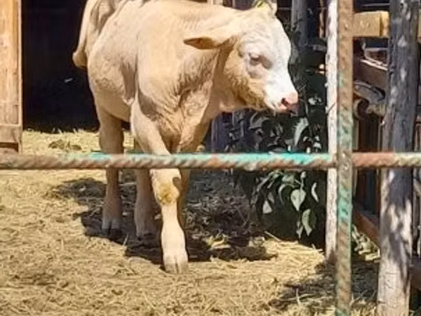 Taureau, Simmental cattle
