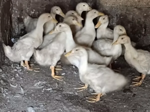 Ducks