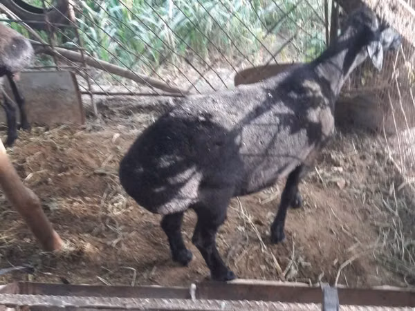 Kozy (partia, płeć nieokreślona), Kozy