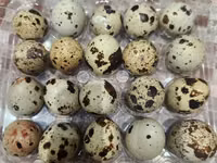 Quails — zdjęcie 5