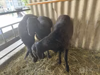 ஆண் ஆடு, ஆடுகள் — புகைப்படம் 1