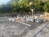 Geese — zdjęcie 3
