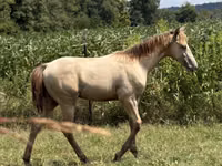 Cheval, Kentucky mountain daddle horse — photo 8
